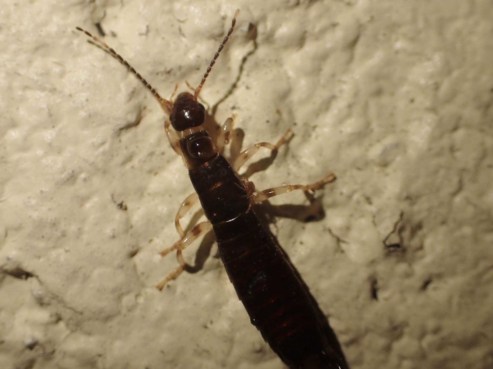 Image of Ringlegged earwig