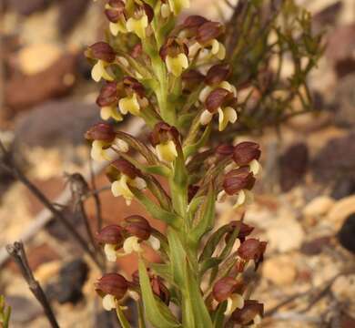 Image of Brachycorythis mac-owaniana Rchb. fil.