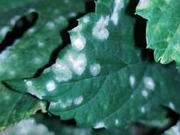 Image of Powdery mildew