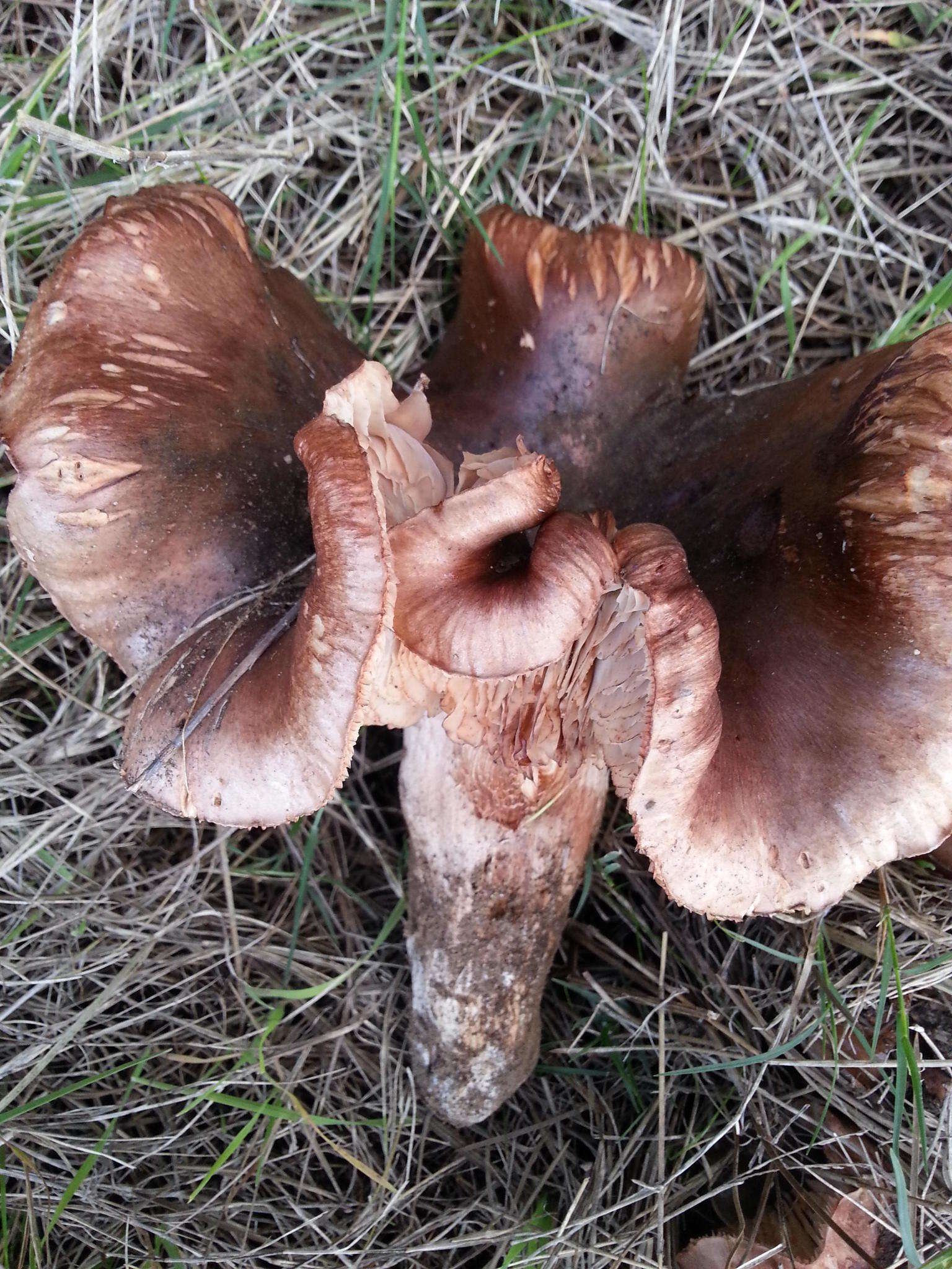 Image of Tricholoma ustale (Fr.) P. Kumm. 1871