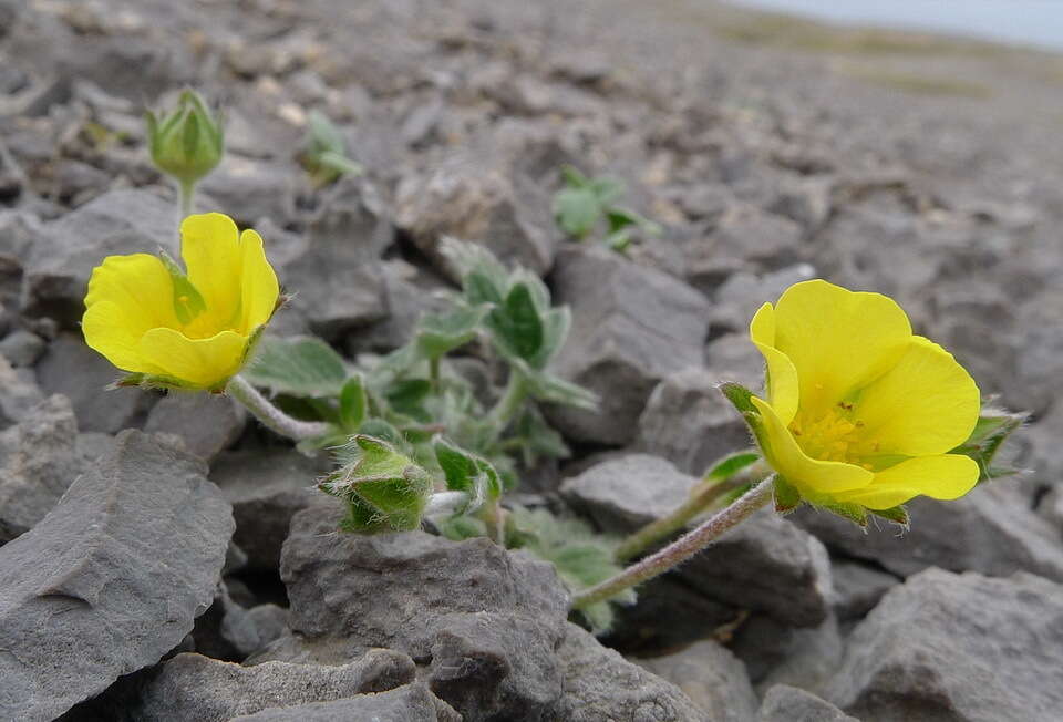 Image of snow cinquefoil