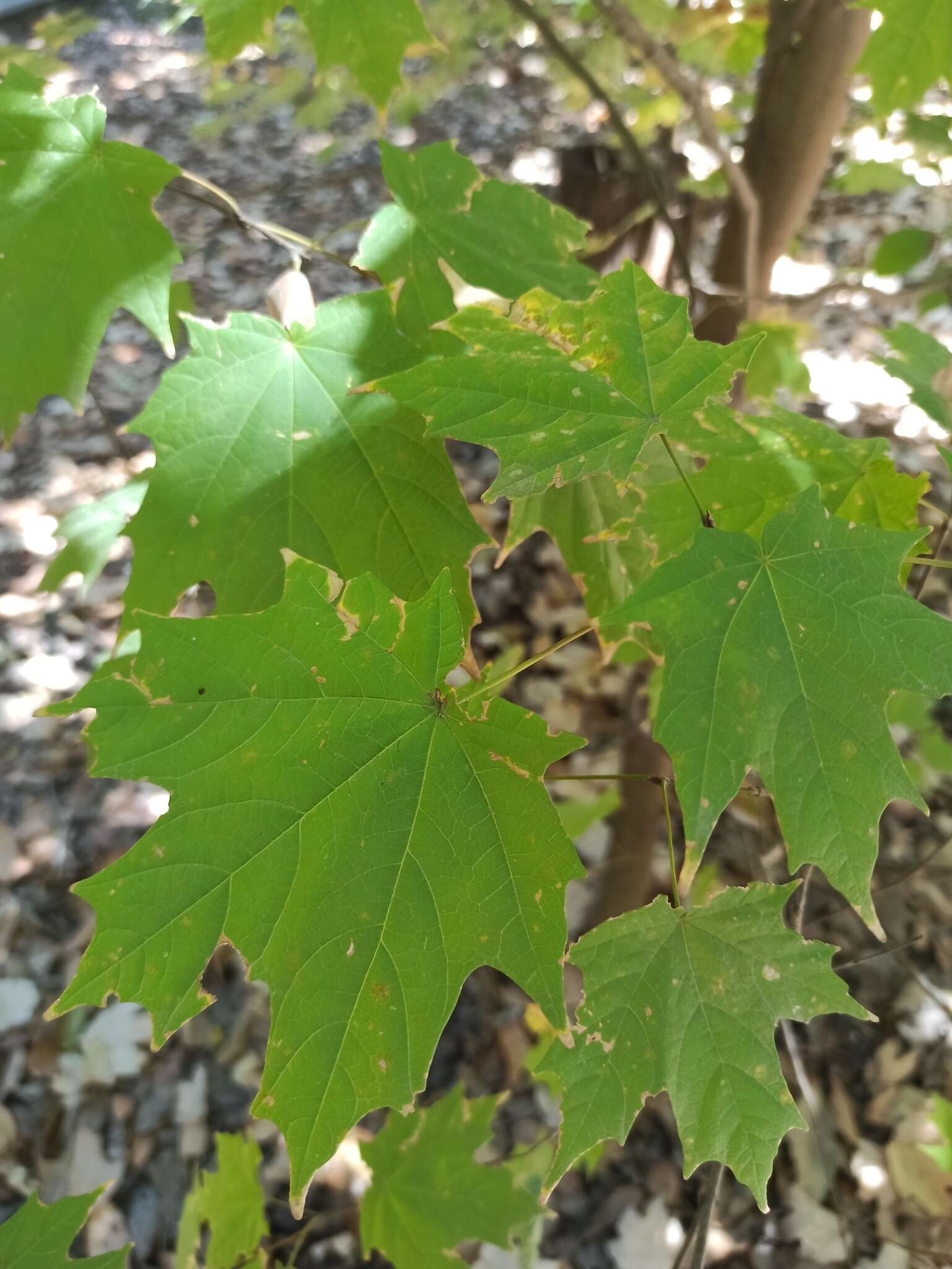 Image of Acer binzayedii Y. L. Vargas-Rodr.