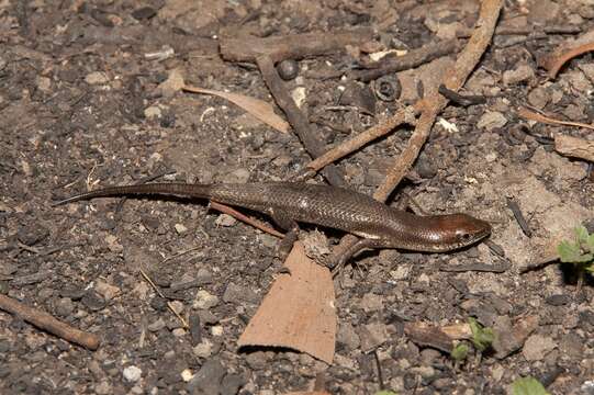 Image of Brown Bicarinate Rainbow-skink