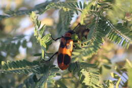 Image of Lytta (Paralytta) quadrimaculata (Chevrolat 1834)