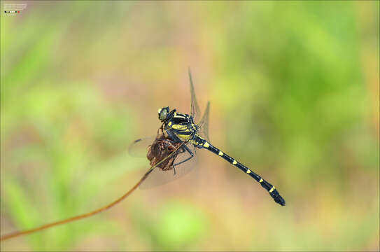 Imagem de Sieboldius albardae Selys 1886