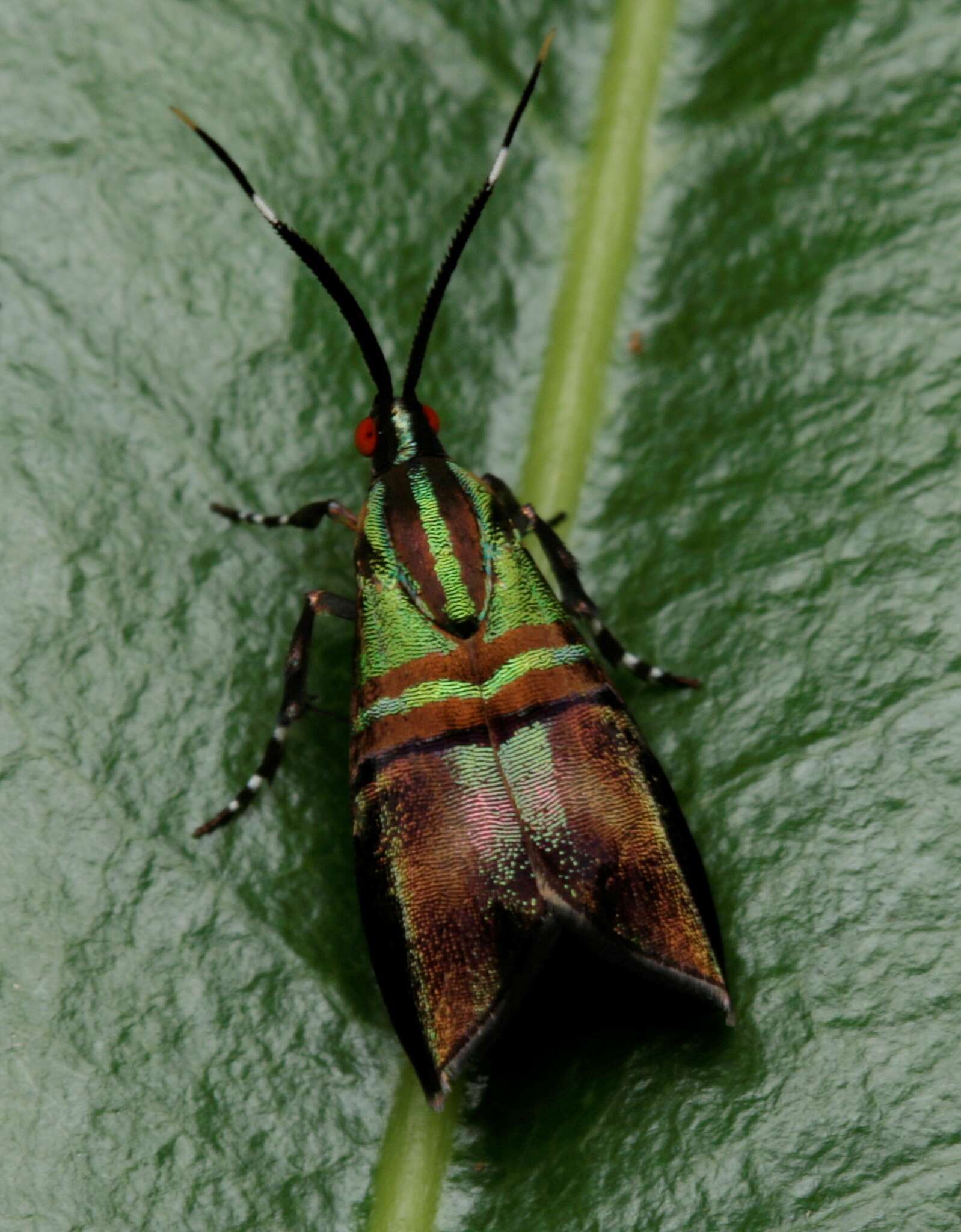 Image of Saptha libanota Meyrick 1910