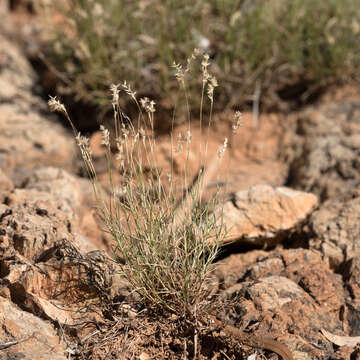 Plancia ëd Eriachne mucronata R. Br.