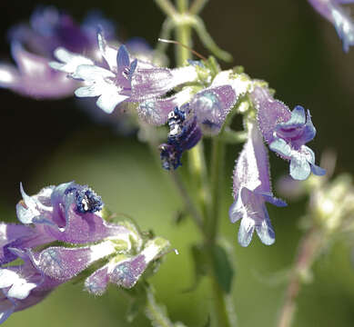 Plancia ëd Penstemon wilcoxii Rydb.