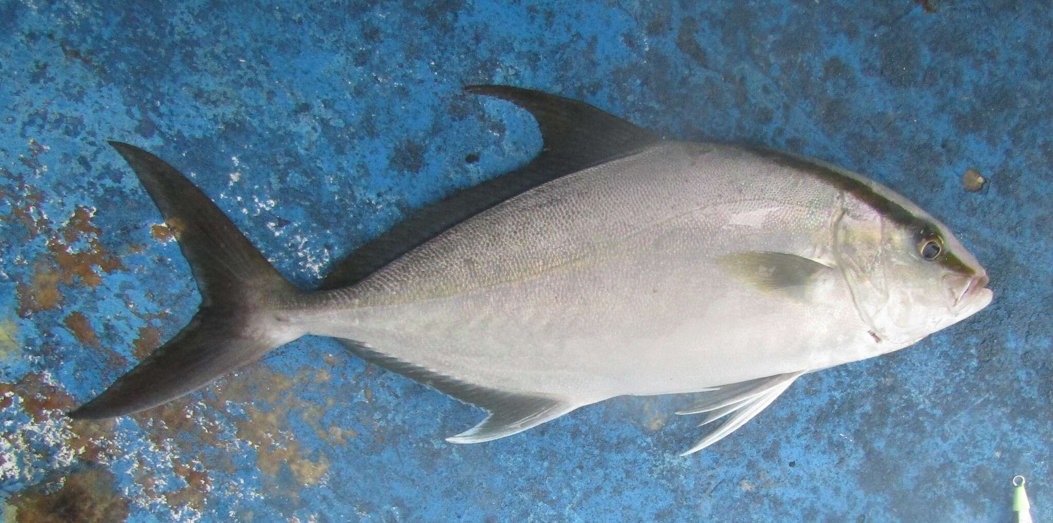 Image of Almaco Amberjack