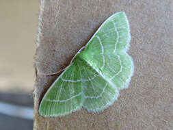 Image of Wavy-lined Emerald