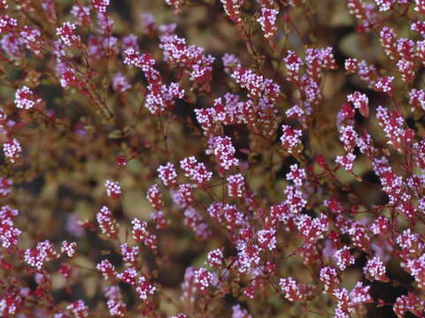 Plancia ëd Rotala serpyllifolia (Roth) Bremek.