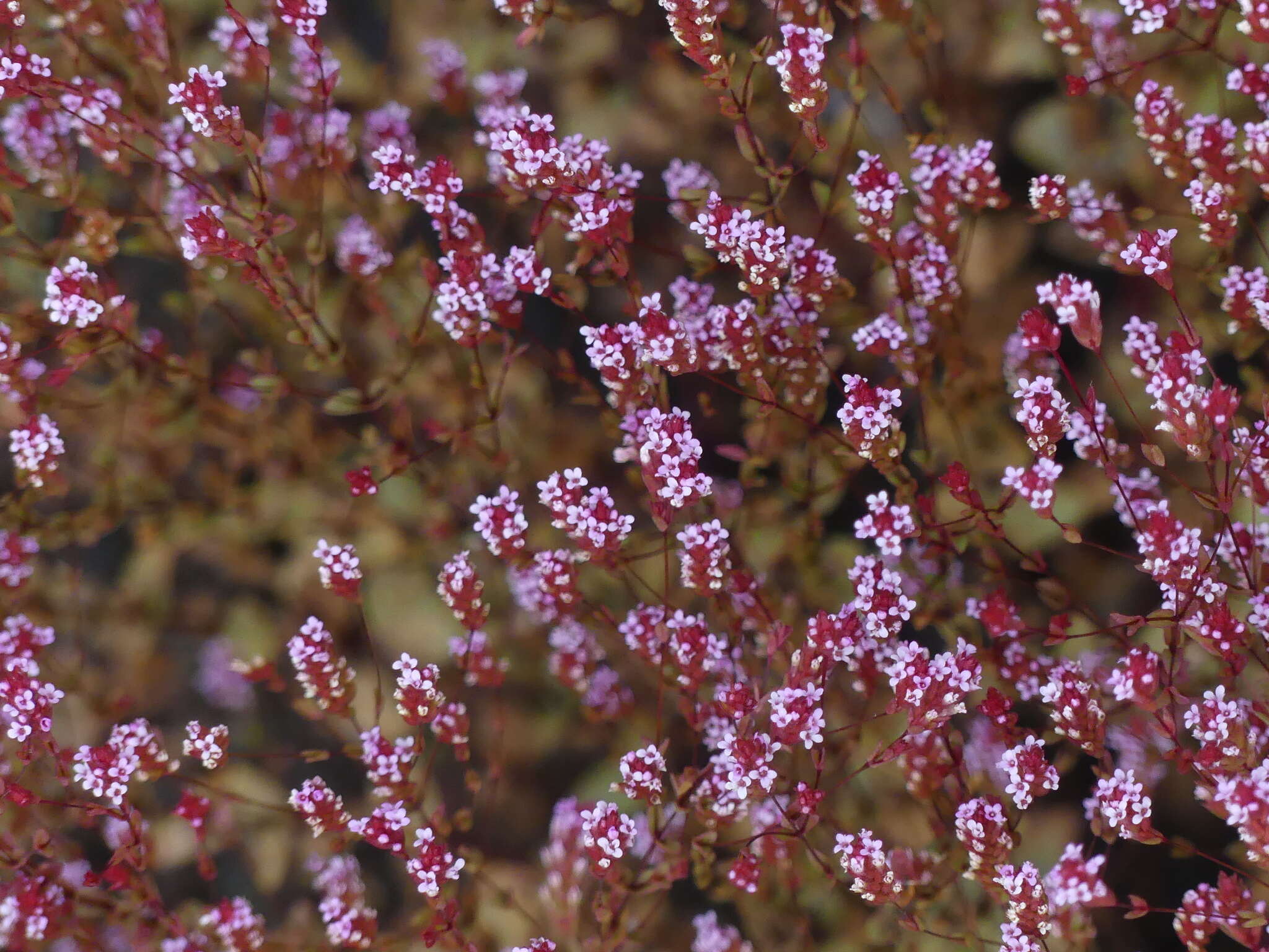 Image of Rotala serpyllifolia (Roth) Bremek.