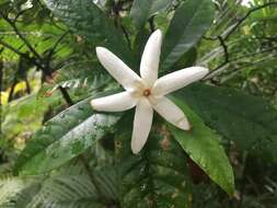 Plancia ëd Gardenia actinocarpa Puttock