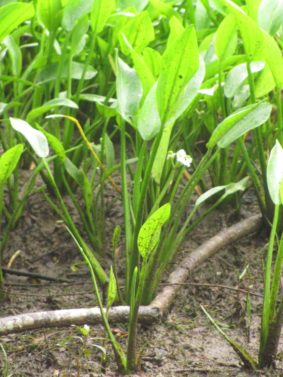 Sivun Sagittaria platyphylla (Engelm.) J. G. Sm. kuva