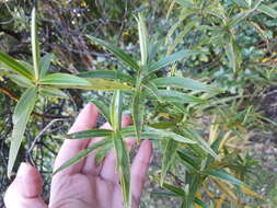 Image of Veronica stricta var. egmontiana (L. B. Moore) Garn.-Jones