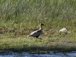 Image of Black-faced Ibis