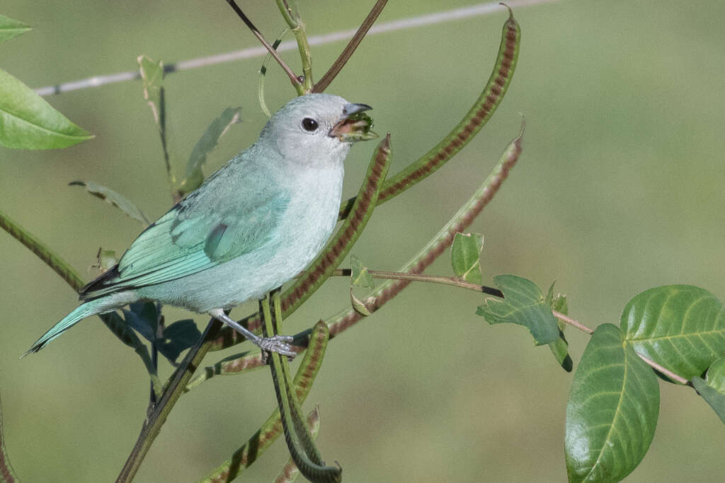 Thraupis sayaca (Linnaeus 1766) resmi