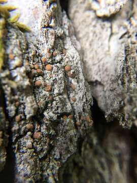 Image of dotted lichen