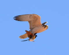 Image of Lanner Falcon