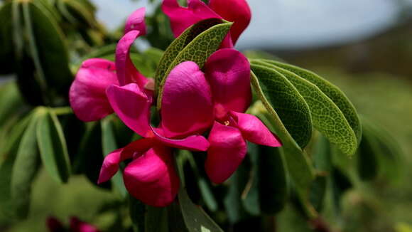 Plancia ëd Hypocalyptus coluteoides (Lam.) R. Dahlgren