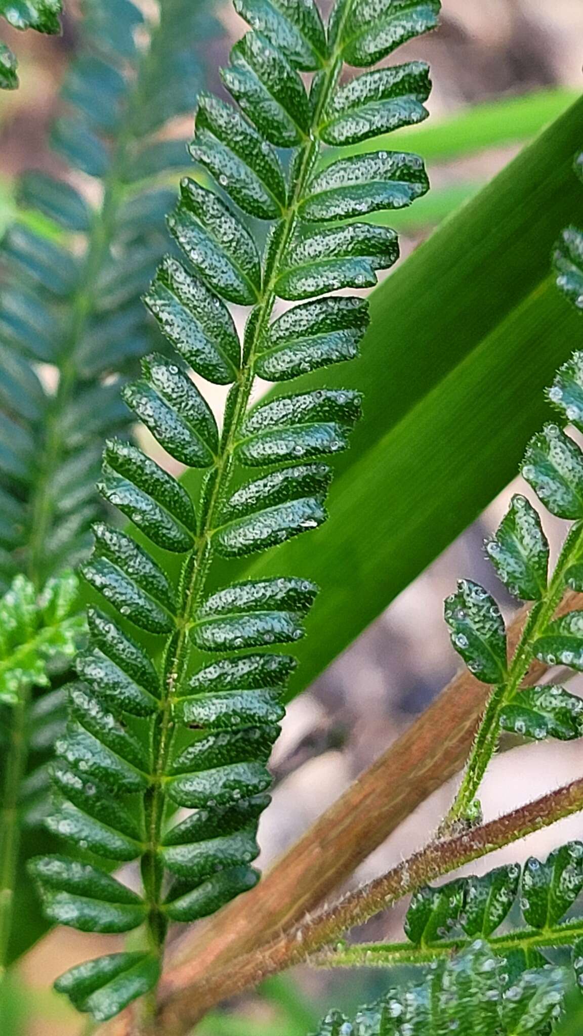 Image of Dodonaea multijuga G. Don