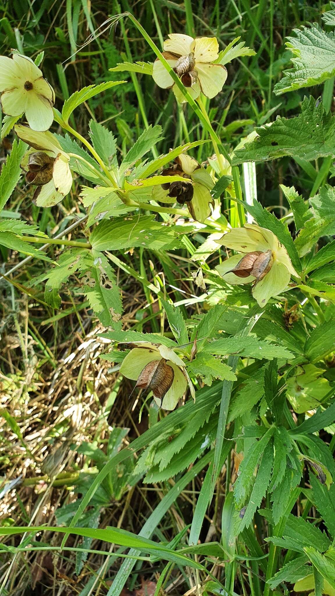 Image of Helleborus viridis subsp. occidentalis (Reuter) Schifner