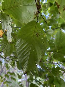 Image de Ostrya virginiana subsp. virginiana