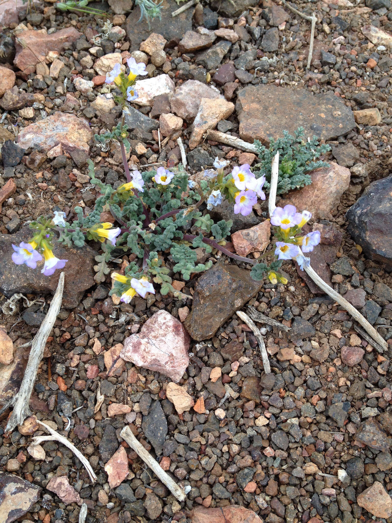 Image of Fremont's phacelia