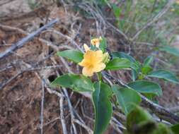 Image of Barleria crossandriformis C. B. Cl.