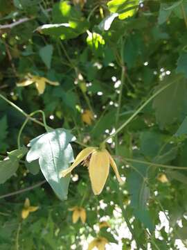 Imagem de Clematis orientalis L.