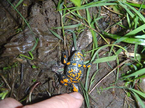 Image of Fire-bellied Toad