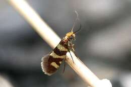 Imagem de Micropterix allionella Fabricius 1794