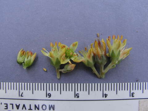 Image of Sedum kiersteadiae