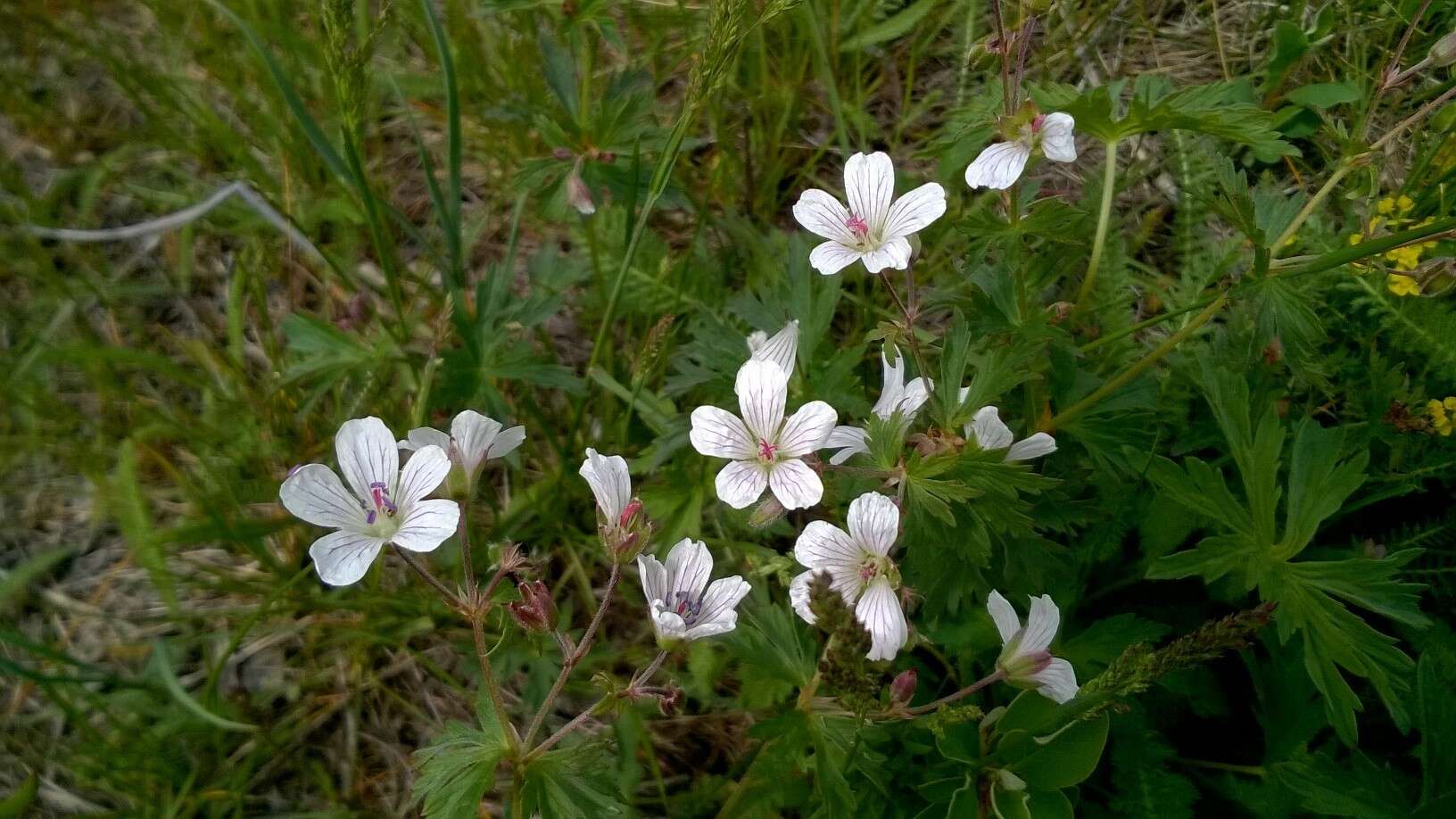 Image of Geranium rivulare Vill.