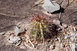 Melocactus ernestii Vaupel resmi