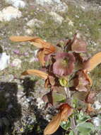 Image of Dune sage