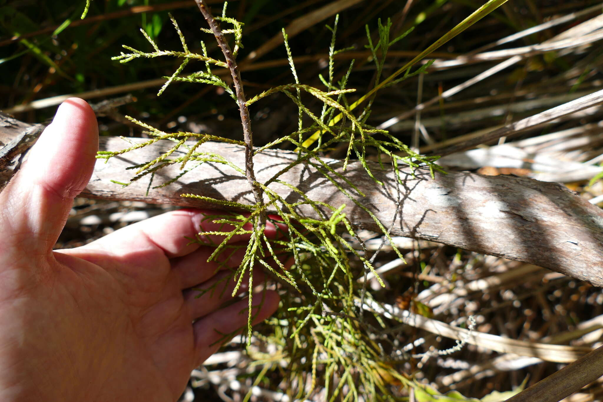 Image of Silver Pine