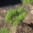 Image of Columbian goldenbush