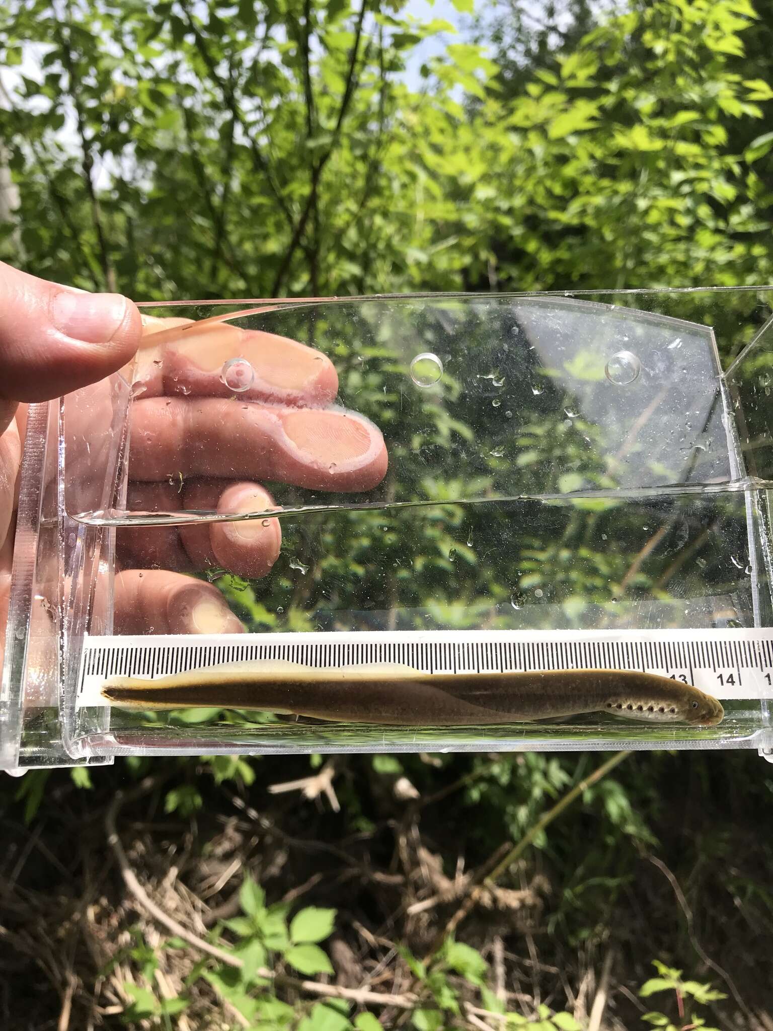 Image of Northern brook lamprey