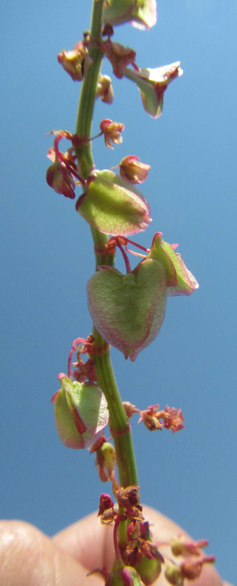 Rumex woodii N. E. Brown resmi