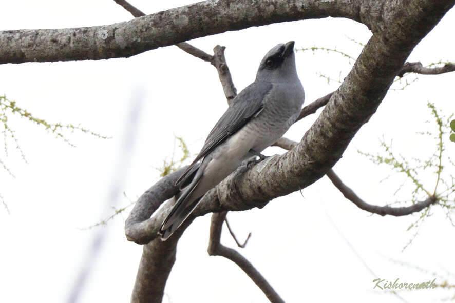 Image of Large Cuckoo-shrike