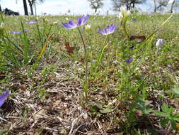 Image of Carolina anemone