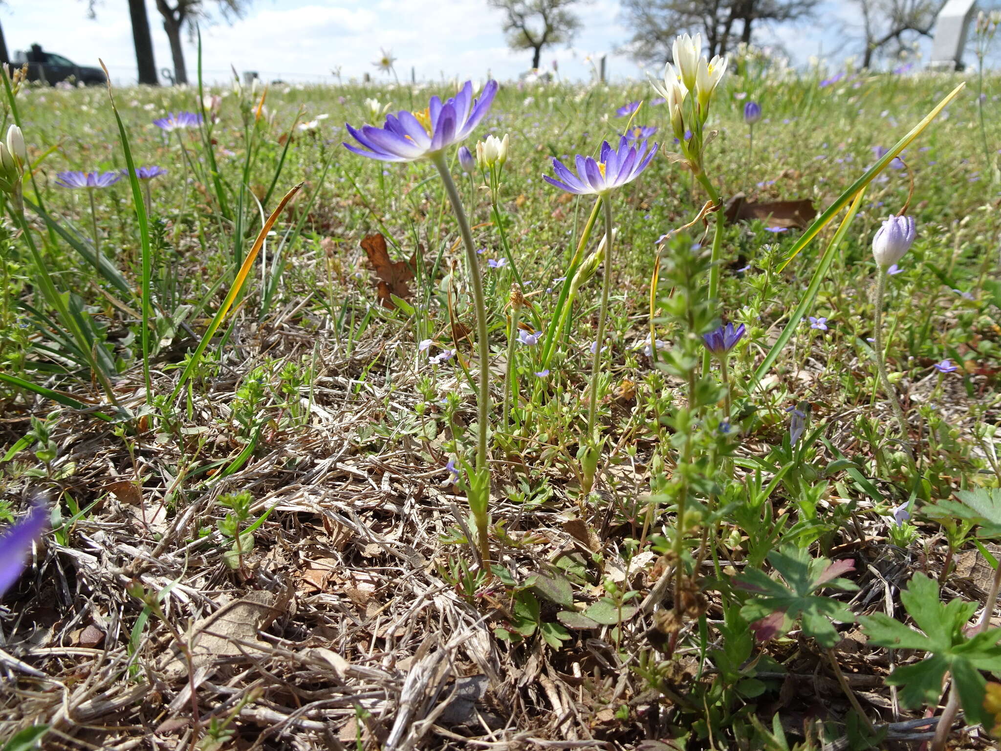 Image of Carolina anemone