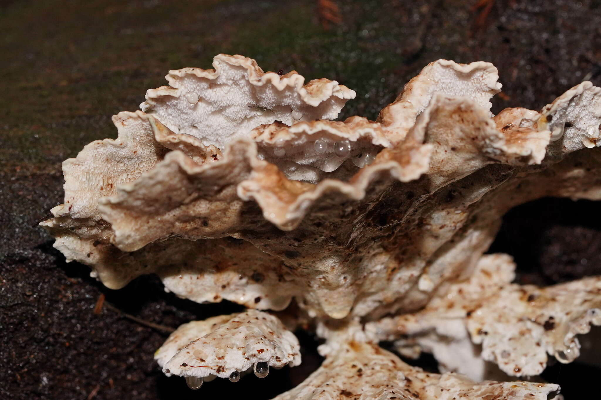 Image of Postia punctata Rajchenb. & P. K. Buchanan 1996