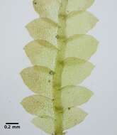 Image of Calypogeia fissa subsp. neogaea R. M. Schust.