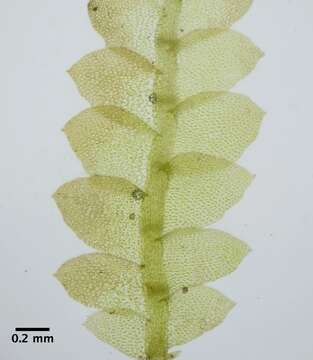 Image of Calypogeia fissa subsp. neogaea R. M. Schust.