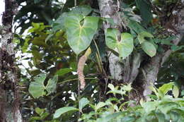 Image of Anthurium curvispadix Croat