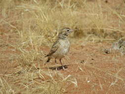 Image of Stark's Lark