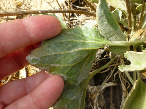 Image de Arctotis verbascifolia Harv.