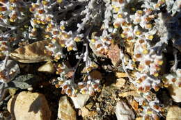 Image de Helichrysum zwartbergense Bolus